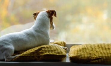 Sadness,Dog,Looking,Out,The,Windows.